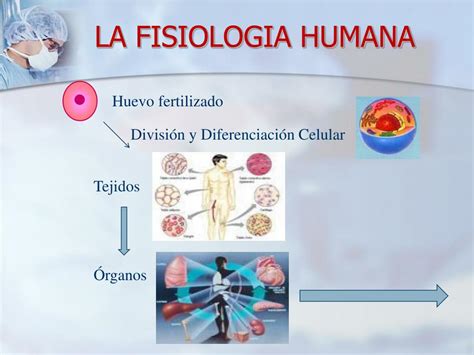 PPT   FISIOLOGIA I PowerPoint Presentation, free download   ID:225899