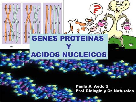 PPT   GENES PROTEINAS Y ACIDOS NUCLEICOS PowerPoint Presentation, free ...