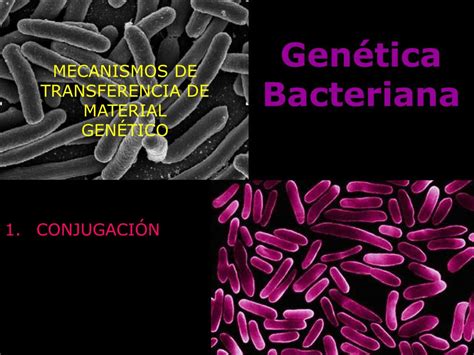 PPT   Genética Bacteriana PowerPoint Presentation, free download   ID ...