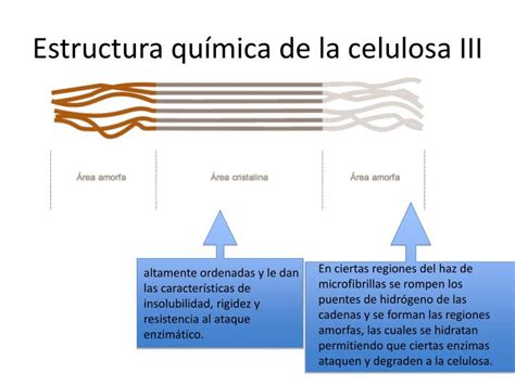 PPT   La Celulosa y las Celulasas: Importancia PowerPoint ...