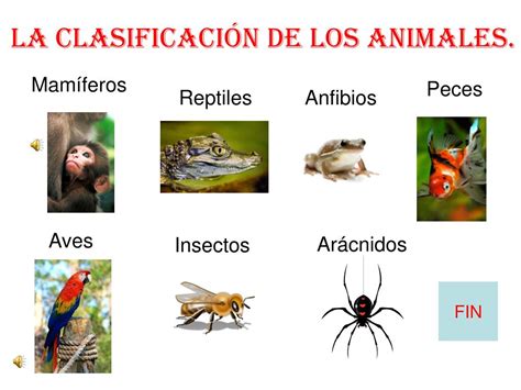 PPT   La clasificación de los animales. PowerPoint Presentation, free ...