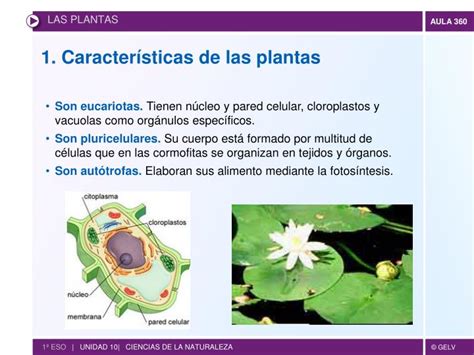 PPT   Las plantas PowerPoint Presentation   ID:1926268