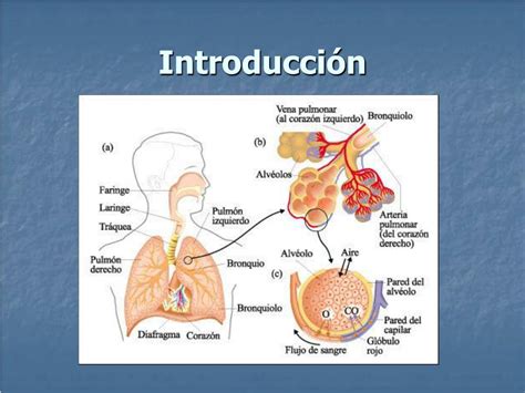 PPT   Mediciones del Sistema Respiratorio PowerPoint Presentation, free ...