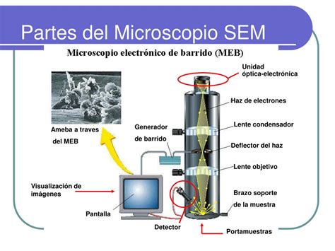 PPT   MICROSCOPIO ELECTRÓNICO DE BARRIDO PowerPoint ...