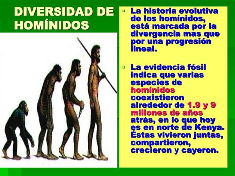 PPT   Nuestra historia evolutiva: ¿del mono al hombre o ...