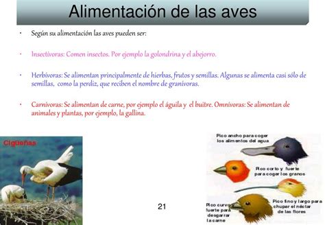 PPT   REINO ANIMAL PowerPoint Presentation, free download   ID:1740383