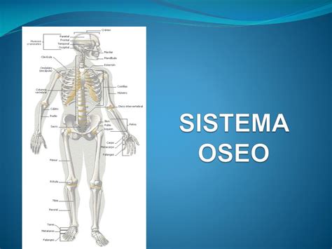 PPT   SISTEMA OSEO PowerPoint Presentation, free download   ID:2063276