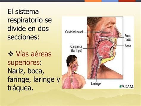 PPT   Sistema Respiratorio PowerPoint Presentation, free download   ID ...