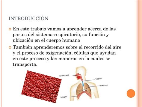 PPT   Sistema respiratorio PowerPoint Presentation, free download   ID ...