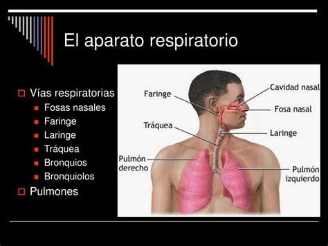 PPT   Tema 4: Anatomía y fisiología del Aparato Respiratorio PowerPoint ...