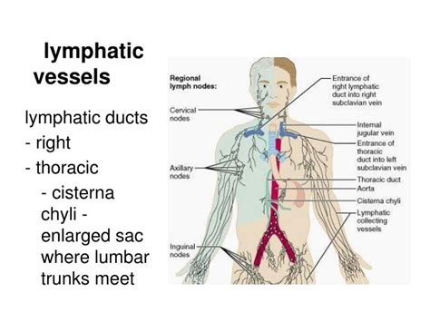 PPT   The Lymph System and Lymphoid Organs and Tissues ...