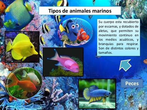 Ppt tipos de animales marinos