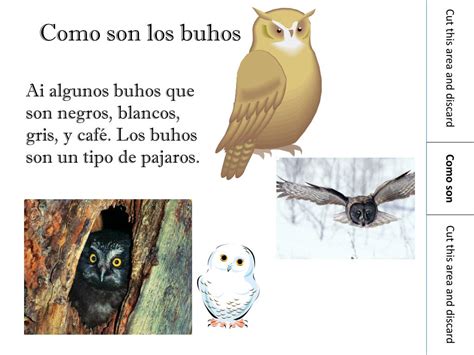 PPT Todo Sobre buhos PowerPoint Presentation, free download ID:3771715