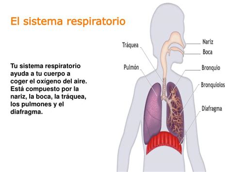 PPT   Tu sistema respiratorio ayuda a tu cuerpo a coger el oxígeno del ...