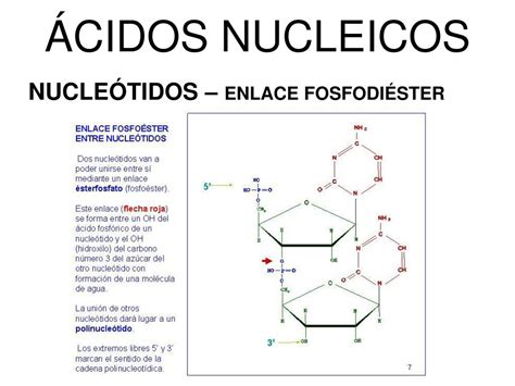 PPT   UNIDAD 7 ÁCIDOS NUCLEICOS PowerPoint Presentation, free download ...