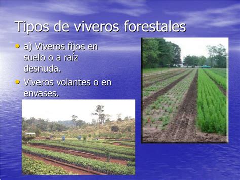 PPT   Viveros Forestales PowerPoint Presentation, free download   ID:992908