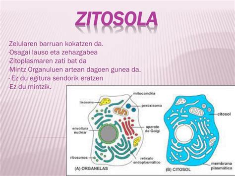 PPT   zitosola PowerPoint Presentation   ID:4191203
