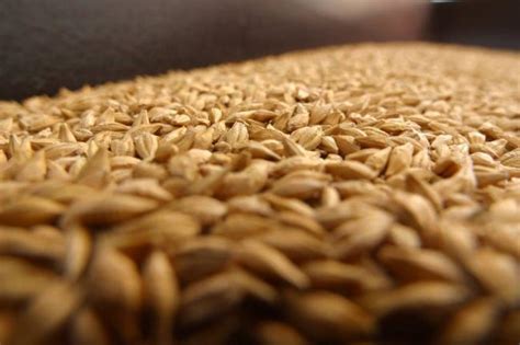 Precio de la cebada no se ha acordado con Bavaria | Vanguardia.com