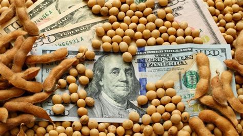 Precio récord de la soja: un muy frágil alivio económico Izquierda Web