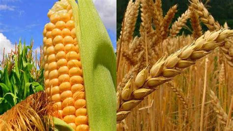 Precios del maíz y el trigo se disparan en América Latina | Diario ...