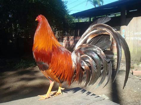 Precioso rojo | los Gallos mi pasion | Pinterest | Game fowl and Bird