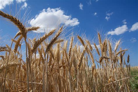 Predicen el crecimiento de una mala hierba del trigo para reducir el ...