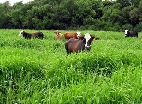 Pregon Agropecuario :: Implementación y fertilización de pasturas ...