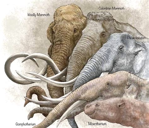 Prehistoric evolution of elephants. | Pré história, Animais extintos ...