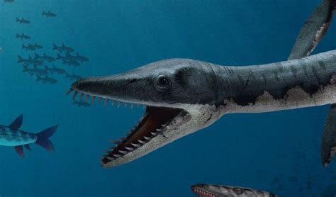 Prehistoric marine creatures: monsters of the deep   Australian Geographic
