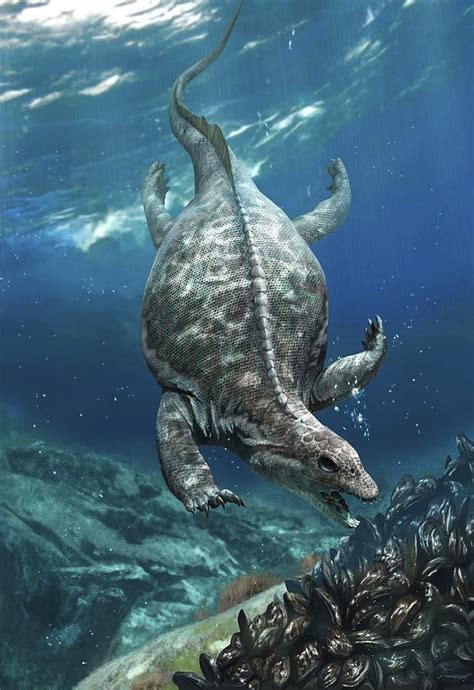Prehistoric marine reptile, Placodus Photograph by Science Photo ...