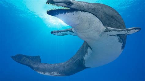 Prehistoric Whales: Know all about this incredible cetacean