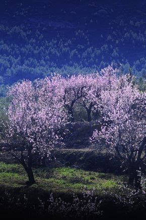 Premio a la mejor fotografía de almendros en flor a José Miguel Mengual ...