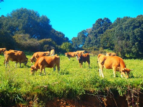 Preocupación por la situación de la ganadería en Asturias | Celoriu.com ...