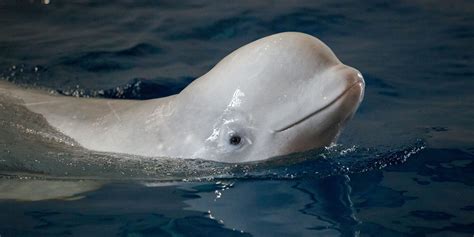 Preparations for beluga whale move to Iceland continue ...