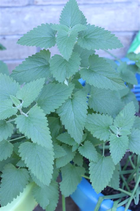 Prepare Your Yard With These Mosquito Repelling Plants