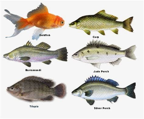 Prepper Folks : Types Of Fish For Aquaponics