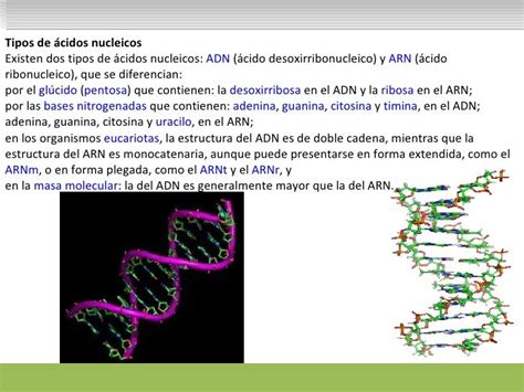 Presentacion acidos nucleicos
