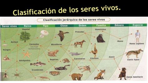 Presentación clasificación de los seres vivos