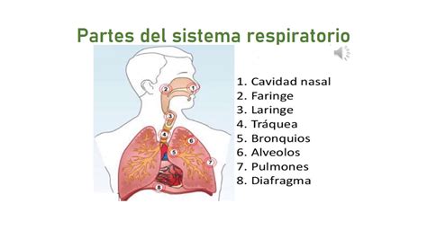 Presentación sistema respiratorio   YouTube