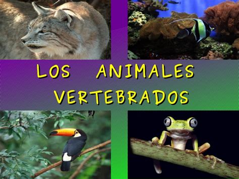Presentación sobre los animales vertebrados