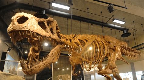 Presentan el fósil de T Rex más grande del mundo ...