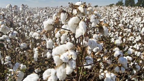 Presentan tres nuevas variedades de semilla algodón | www.elsemiarido.com