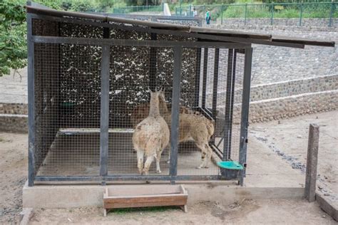 Presentaron amparo por las condiciones de los animales en el Zoo de ...