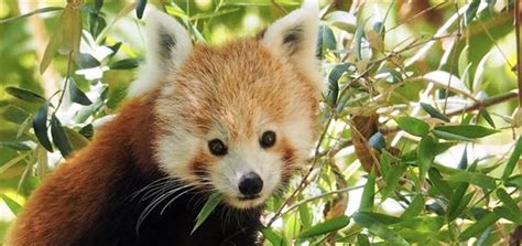 Presstur   Natal chega ao Jardim Zoológico com duas crias ...