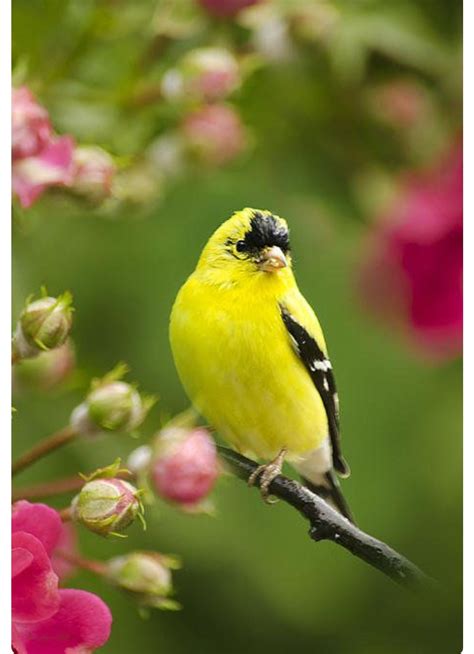 Pretty yellow and black male goldfinch.  Christina Sollo ...