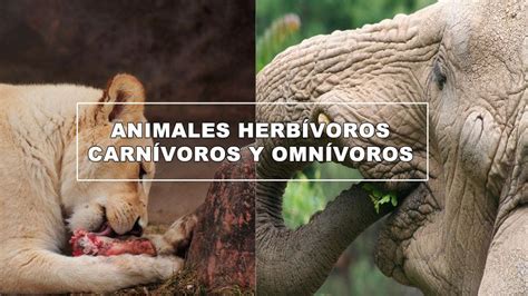 Primaria Actividades De Animales Carnivoros Herbivoros Y ...