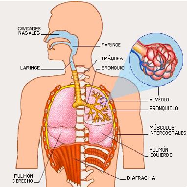 Primaria Kimy Pernia : Sistema Respiratorio.