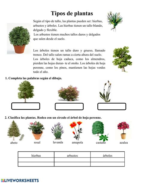 Primaria Tipos de plantas   Ficha interactiva