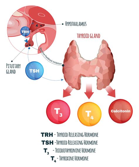 Primary hypothyroidism: More common than you think