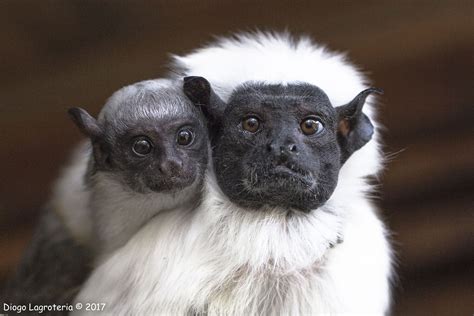 Primatas são os mamíferos mais ameaçados da Amazônia ...